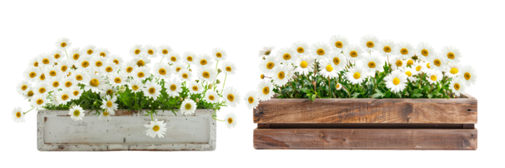 A simple flower box with white daisies  isolated on a transparent background.