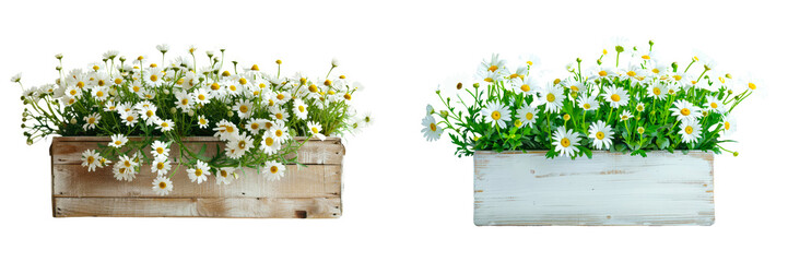 Fototapeta premium A simple flower box with white daisies isolated on a transparent background.