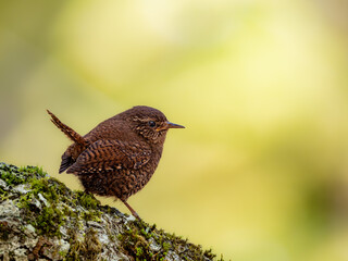 森の中で枝に留まって周りを見渡しているミソサザイ