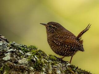 森の中で枝に留まって周りを見渡しているミソサザイ