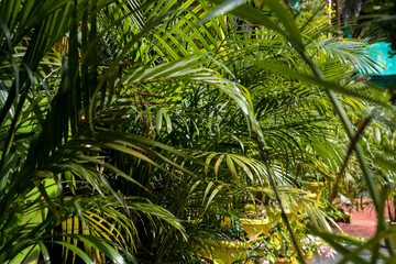 coconut trees palms against the blue sky of India