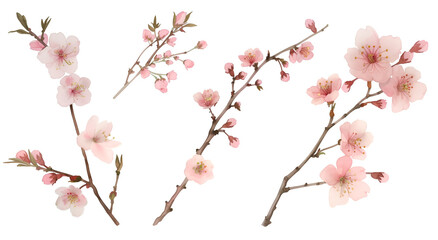 Watercolor Illustration of a Delicate Cherry Blossom Branch with Soft Pink Flowers