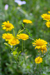 Wild yellow flowers chamomile in the field in summer