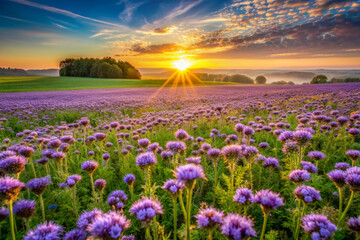 Serene rural landscape at dawn, with vibrant purple phacelia flowers blooming in a lush green field, under a breathtaking sunrise with warm golden light.