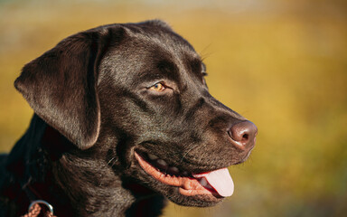 Funny pet labrador dog animal during seasonal activity. beautiful breed dog funny labrador outdoor...