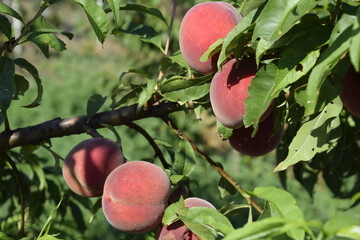 Bright red peach fruits on branches of the tree.