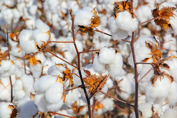 Cotton plumes ready to be harvested