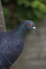 close up of a pigeon