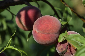 Bright red peach fruits on branches of the tree.