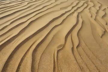 Fototapeta premium Wind-swept sand ripples in the desert. Brown dune textures with flowing lines.