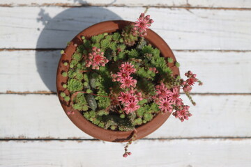 Sempervivum Perseus Rojnik