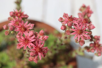 Sempervivum Perseus Rojnik