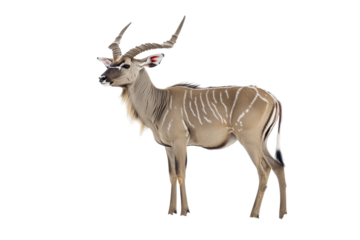 A greater kudu stands in profile, showcasing its impressive horns and distinctive markings against a plain white backdrop