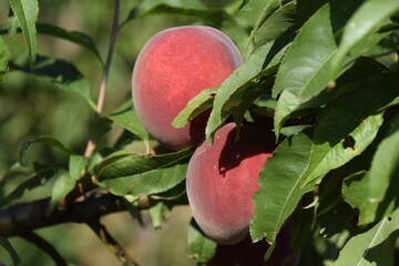 Bright red peach fruits on branches of the tree.