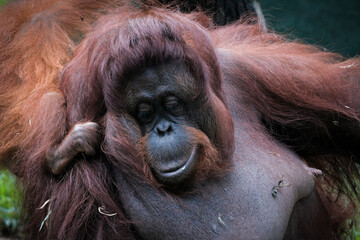 Borneo orangutans ( pongo pygmaeus)