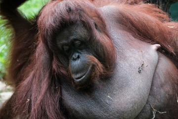 Borneo orangutans ( Pongo pygmaeus) © badrudin