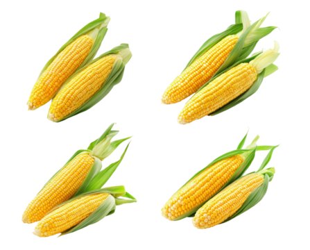 Four ears of bright yellow corn with green husks are arranged attractively for cooking or display purposes