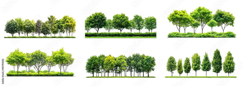 Poster various types of trees form a lush green border, showcasing different shapes and sizes under clear s