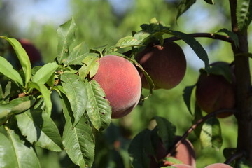 Bright red peach fruits on branches of the tree.