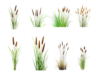 Various cattail plants showcasing their tall, brown flower heads among lush green grass under natural daylight