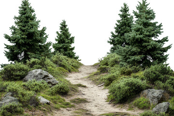 A serene path meanders through dense greenery, flanked by tall trees and rocks, inviting exploration in a tranquil natural setting