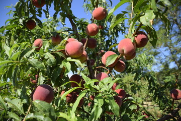 Peach tree in garden with juicy red ripe fruits
