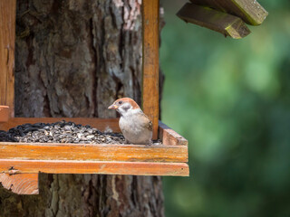 Close up male Eurasian tree sparrow, Passer montanus bird perched on the bird feeder table with sunflower seed. Bird feeding concept. Selective focus.