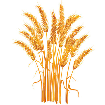 Golden yellow wheat stalks standing tall, heads full ripe, set against isolated white background. Agricultural produce, particularly wheat, realistic graphic style farming harvesting themes. Wheat