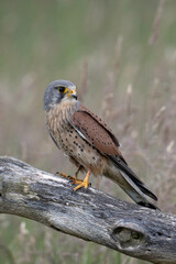 Male Kestrel (Falco tinnunculus) perched in a field