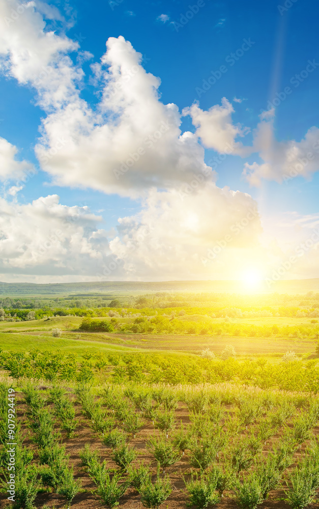 Wall mural young orchard and bright sunrise. picturesque spring landscape.