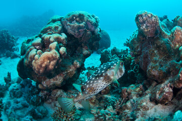 Diving is underwater swimming with special equipment. In English, where the word is taken from, the...
