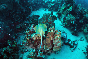 Diving is underwater swimming with special equipment. In English, where the word is taken from, the...