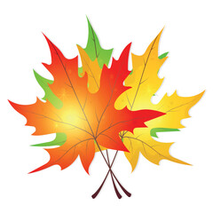 Realistic vector illustration of a bouquet of autumn leaves on white background. Wedge-shaped leaf for design, postcards, icons, banners, backgrounds, packaging, wallpaper, paper.