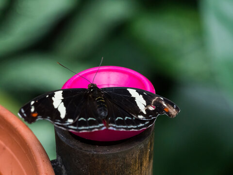 Close up female Catonephele numilia in captive. The blue-frosted banner Catone, Grecian shoemaker or stoplight Catone, is a butterfly of the family Nymphalidae found in Central and South America.