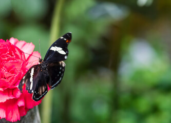 Close up female Catonephele numilia in captive. The blue-frosted banner Catone, Grecian shoemaker or stoplight Catone, is a butterfly of the family Nymphalidae found in Central and South America.