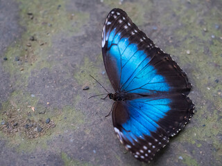 Close up of Blue Morpho, Morpho peleides, big butterfly sitting on the dirt, found in Mexico, Central America, northern South America, Paraguay.