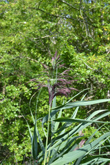 Lone Tall Grass Plant Amidst Lush Green Foliage