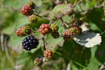 Ripe and Unripe Blackberries Growing on a Thorny Bush