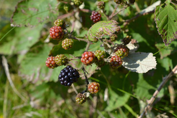 Ripening Blackberries on Bush: Close-Up of Wild Berries in Nature