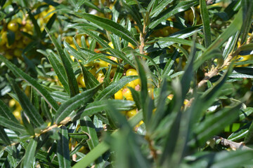 Fototapeta premium Sea Buckthorn in the Wild: Dense Green Leaves and Yellow Berries