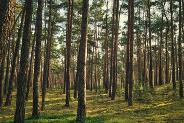 Fototapeta premium Wald - Sonnenstrahlen - Beautiful - Rays - Sunlight - Forest - Green - Silent - Summer - Morning - Landscape - Scenic - Woodland - Nature - Concept - Ecology - Environment 