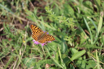  Queen-of-spain-fritillary on Thistle