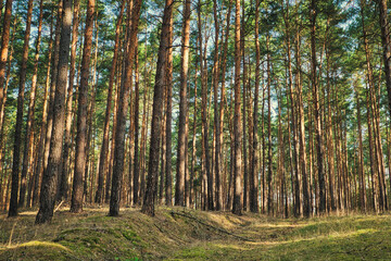 Wald - Sonnenstrahlen - Beautiful - Rays - Sunlight - Forest - Green - Silent - Summer - Morning - Landscape - Scenic - Woodland - Nature - Concept - Ecology - Environment	