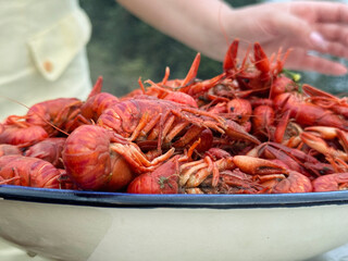 The chef places the boiled river crayfish on a plate. The boiled crayfish have turned red. Close up.