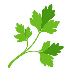 cilantro vegetable for cooking meals. A bright element isolated on white for design. Vector illustration