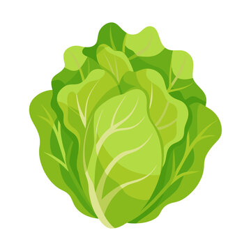 lettuce vegetable for cooking meals. A bright element isolated on white for design. Vector illustration