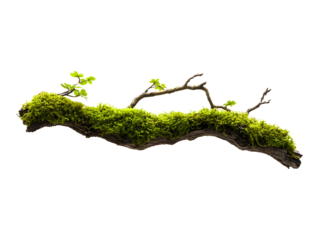 Moss covered branch isolated on transparent or white background