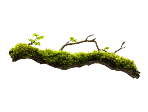 Moss covered branch isolated on transparent or white background