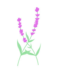 Lavender flower illustration. Suitable for decoration, boutique, botanical, floral, skincare, apparel, and more.