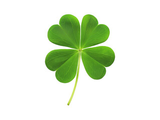 Four leaf clover isolated on transparent or white background